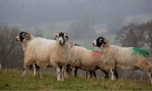 Feeding sheep: Managing nutrition for healthy livestock