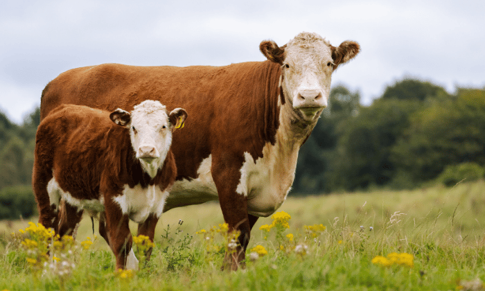 Pre-calving Nutrition: Supporting your herd when it matters most