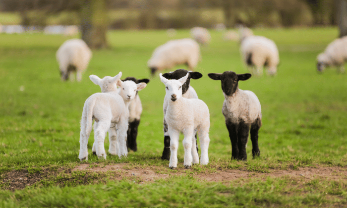 Lambing