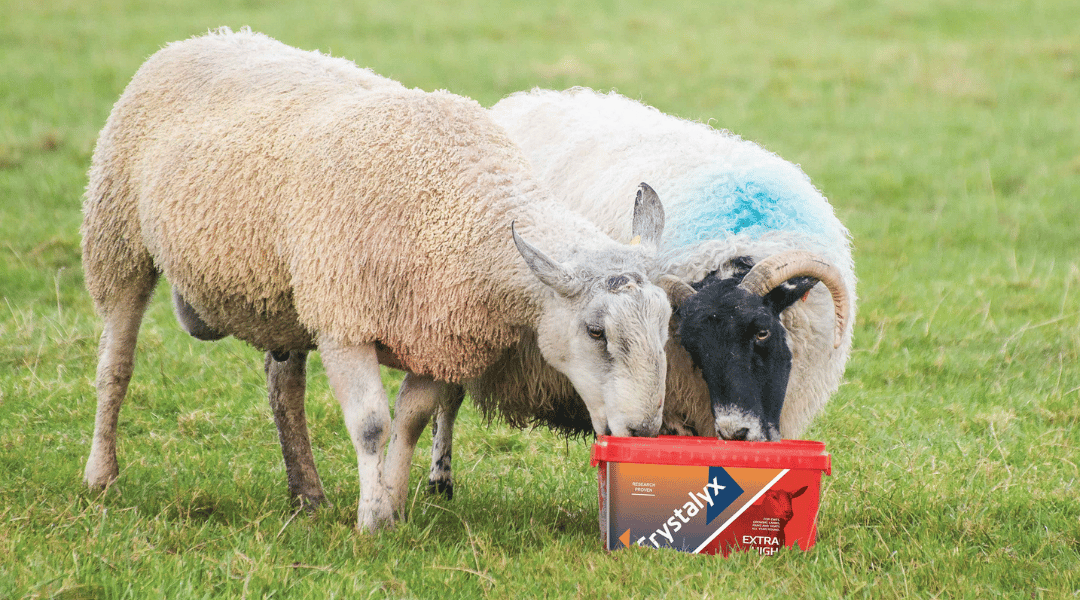How to prepare ewes for tupping season