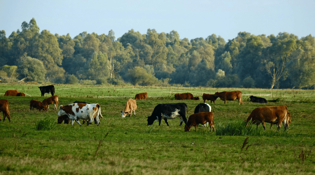 Maximising results with Agrifence's Smart Fencing for strip and rotational grazing
