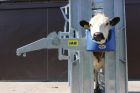 IAE Superscoop Head Scoop Mk 4.5 for Cattle Crush