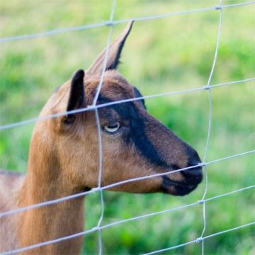 SMOR DEER/SECURITY FENCE HG HT13/190/8 S KNOT