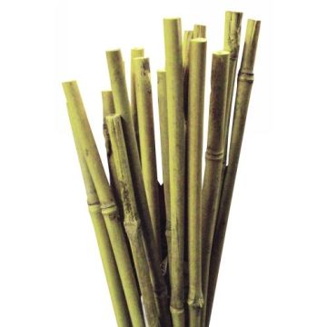 Bamboo Canes