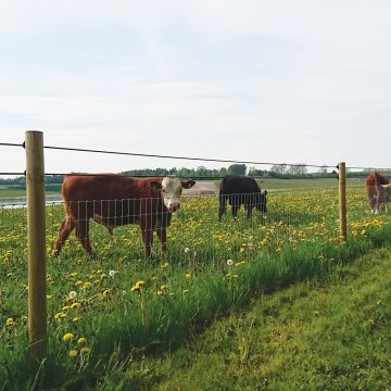 SMOR STOCK FENCING HG HT8/80/22 S KNOT