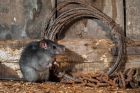 LEVEL 2 AWARD IN RODENT MANAGEMENT (E-LEARNING)