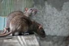 LEVEL 2 AWARD IN RODENT MANAGEMENT *RESIT ONLY* (E-LEARNING)