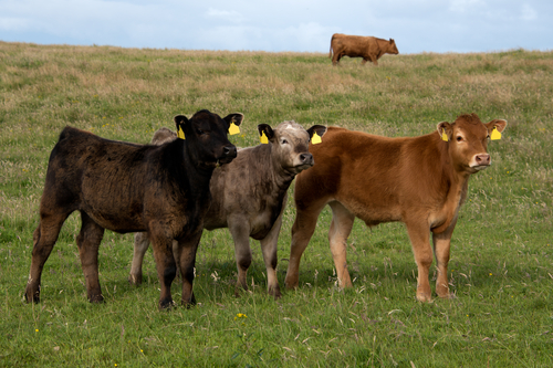 StowAg Cattle Tags