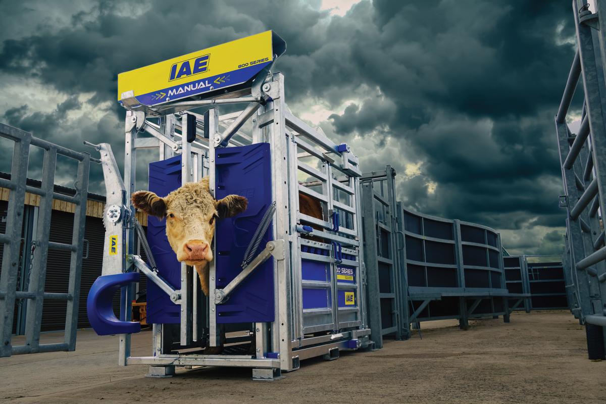 IAE cattle crush: The benefits of using cattle crushes for handling cattle