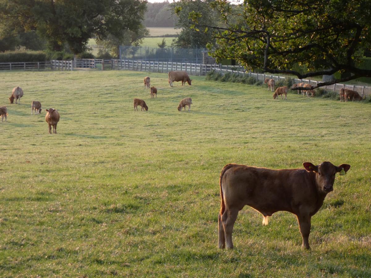 From Rotational Grazing to Fly Control - Are You Turnout Ready?