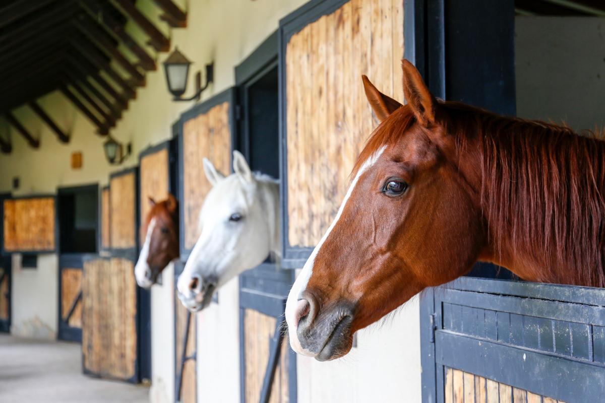 How to deep clean a horse stable with Green Gloop