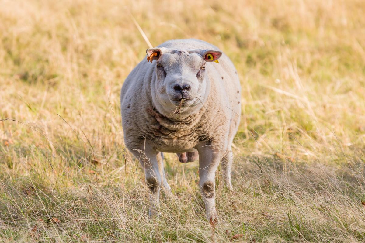 Preparing for Tupping Season: Essential Products for Successful Breeding