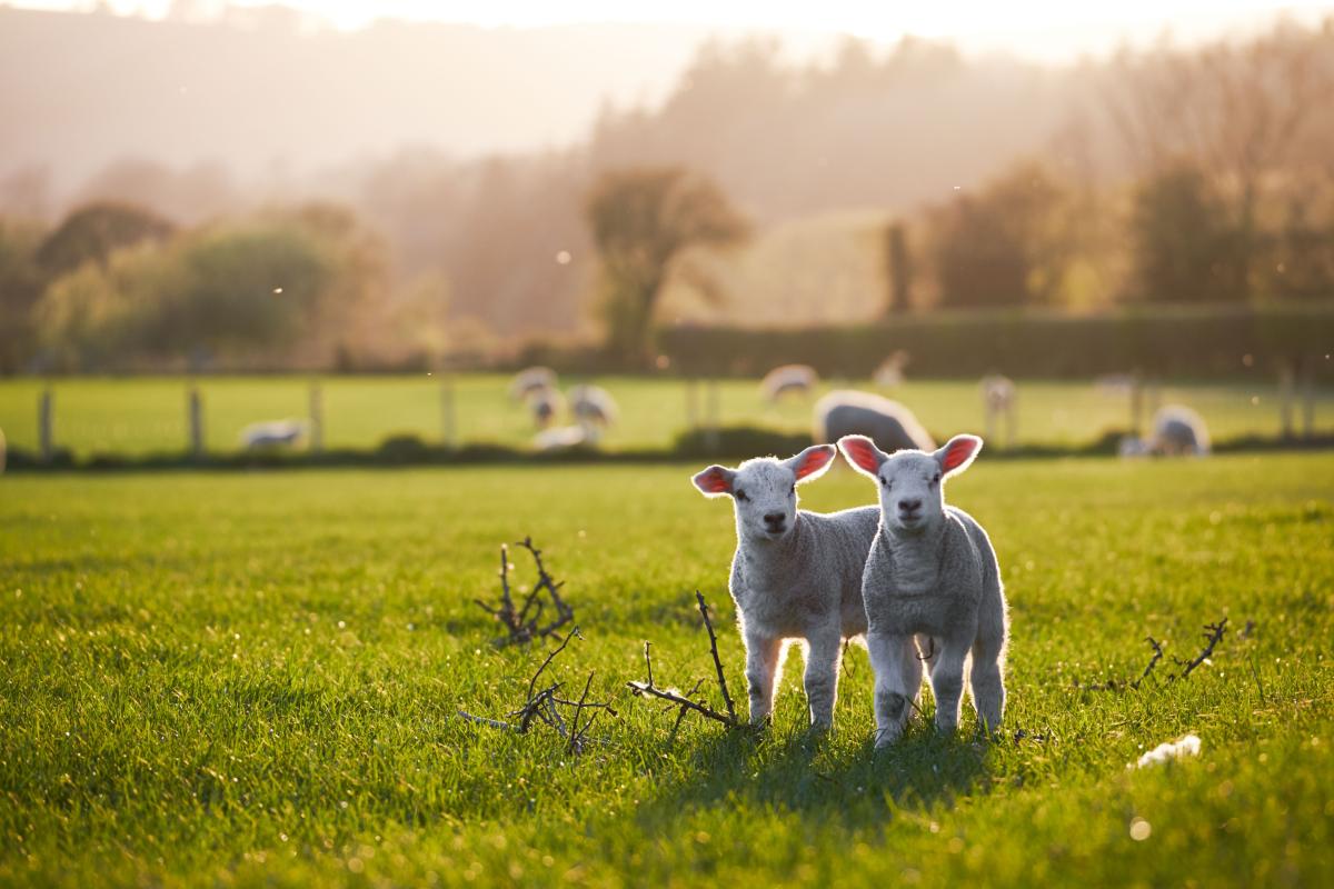 British Lambing Season UK - Everything you need to know