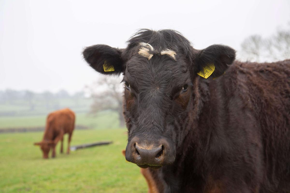 Cow nutrition: The ruminant digestive system