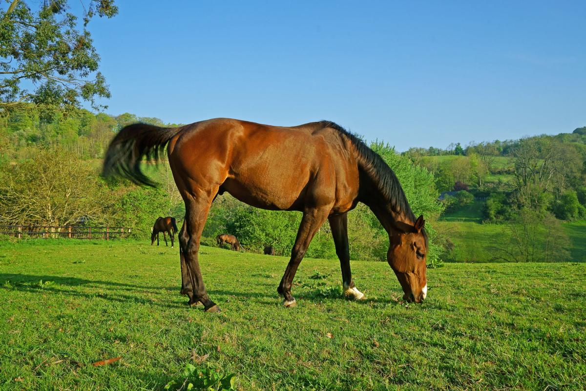 5 things you need to know about colic in horses