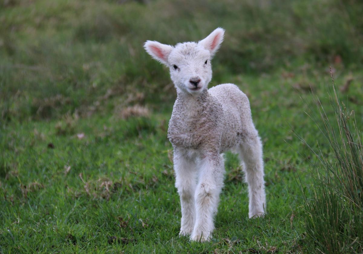 FAQs with Bonanza: Treating & Preventing Lamb Diseases
