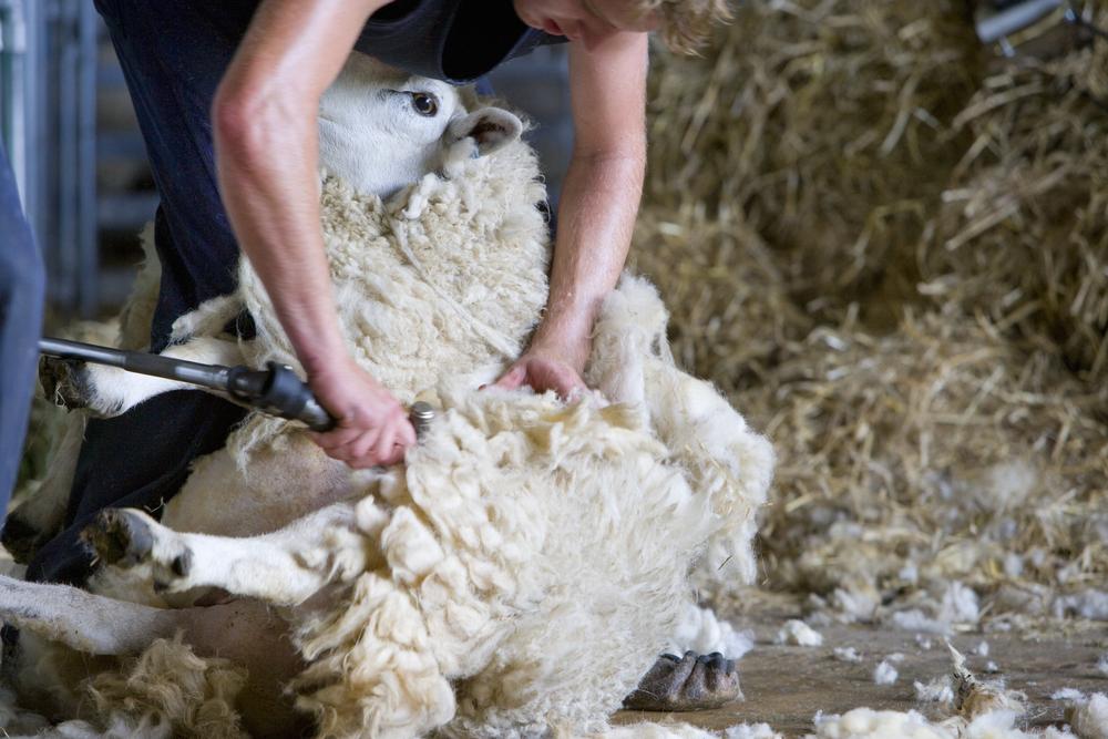 Sheep shearing Season Essentials