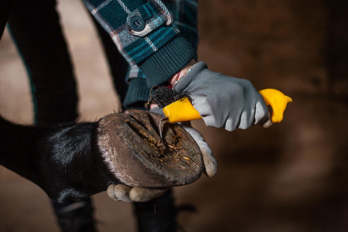 Summer horse hoof care: supplements, oils and ointments