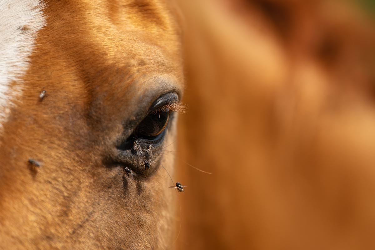 Keeping equines comfortable & protected during horse fly season