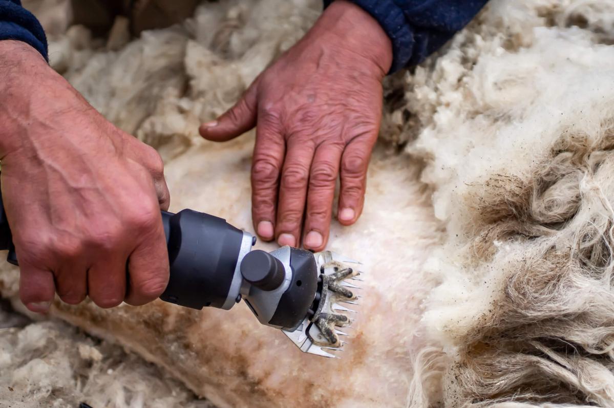 How to shear a sheep: removing your flock's wool