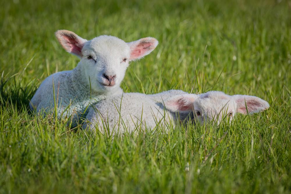 Advice & Recommendations For Weaning Orphan Lambs