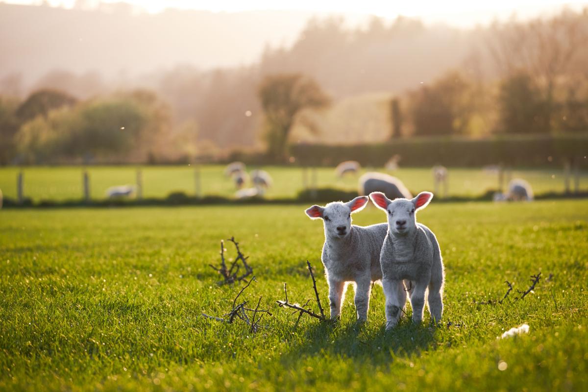 British Lambing Season