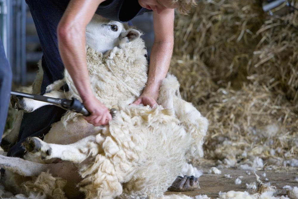 Shearing Season Essentials