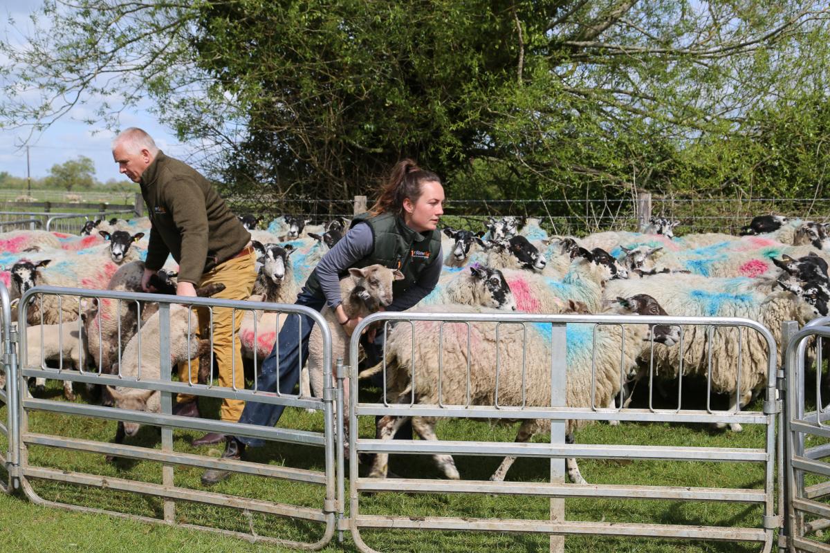 Preventing Blowfly Strike: A season-long strategy for flock protection