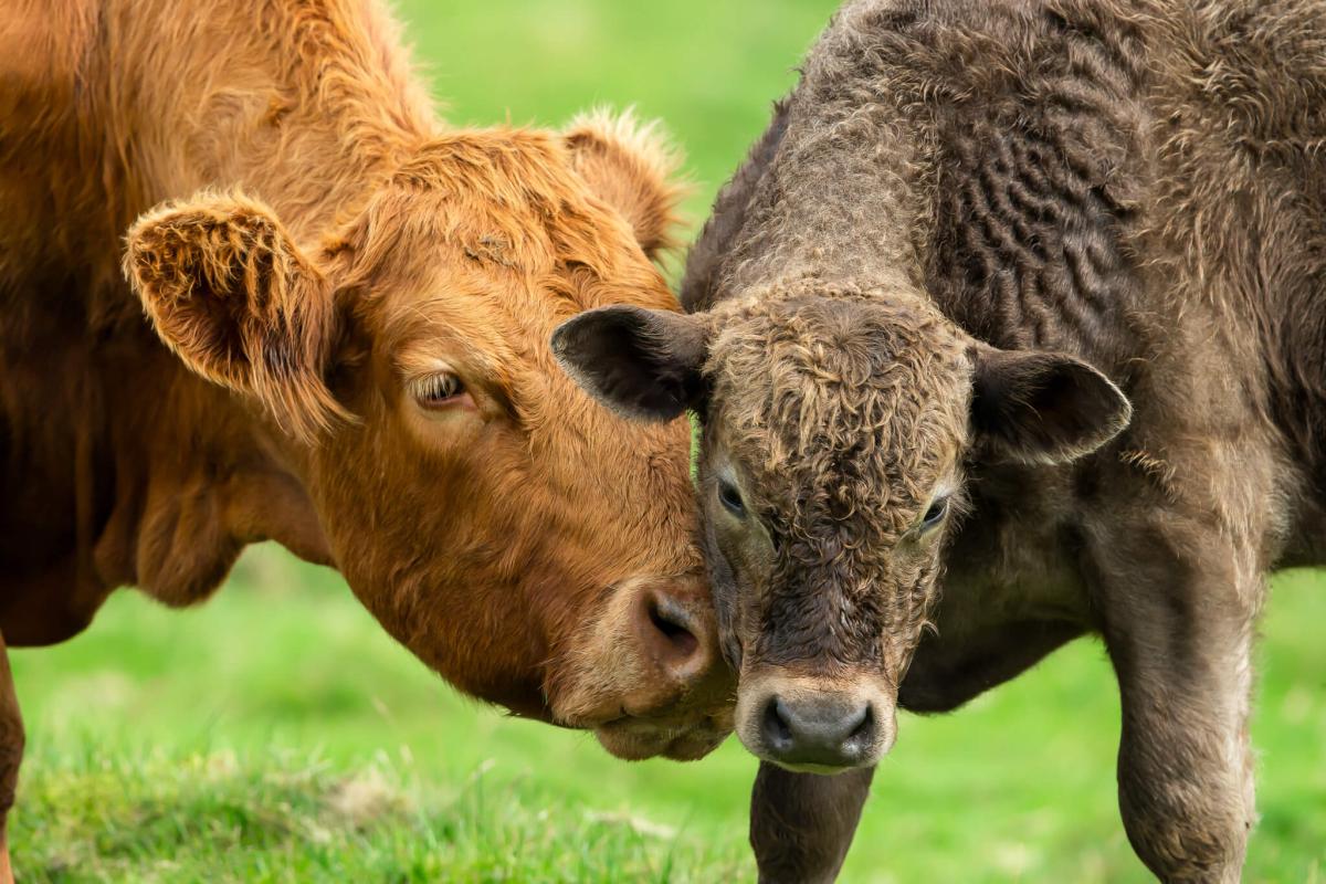 Navigating the biggest challenges of calving season and how to overcome them