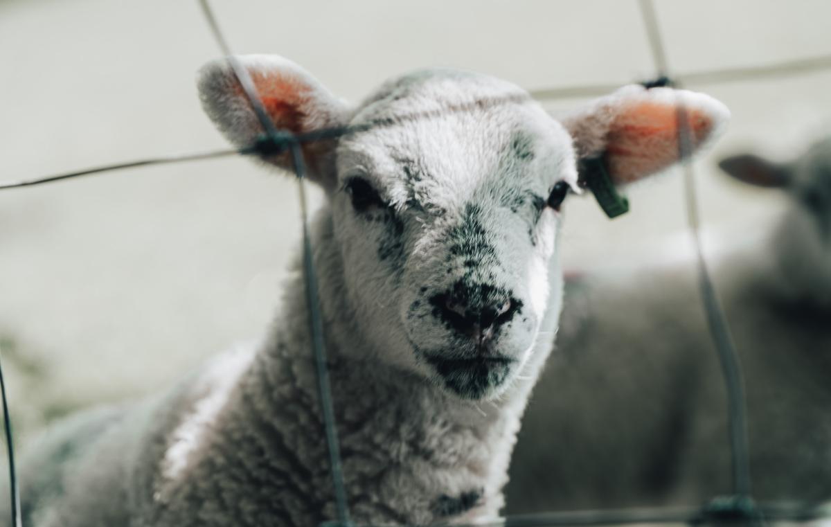10 Essentials To Help You This Lambing Season