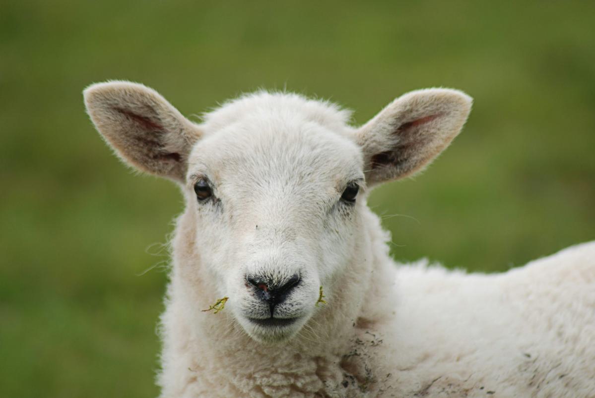 Get the timing right on trace element nutrition before lambing