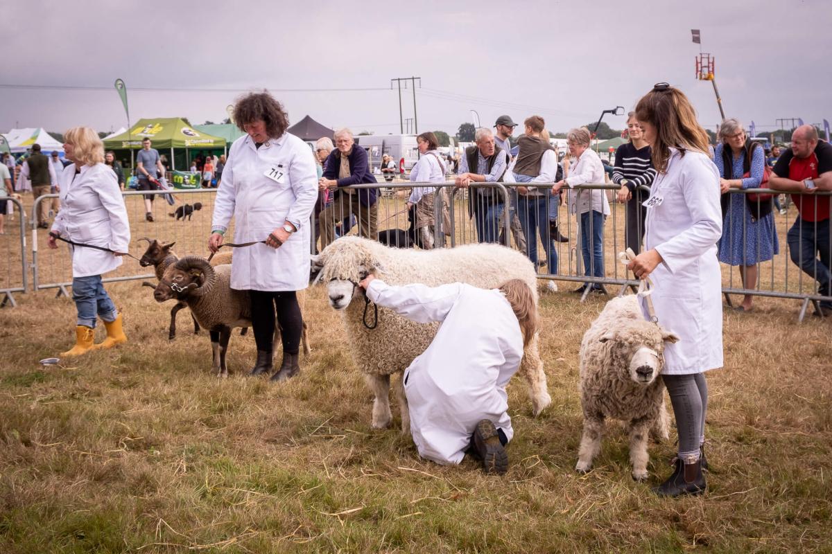 How to halter train a sheep for showing: A step-by-step guide