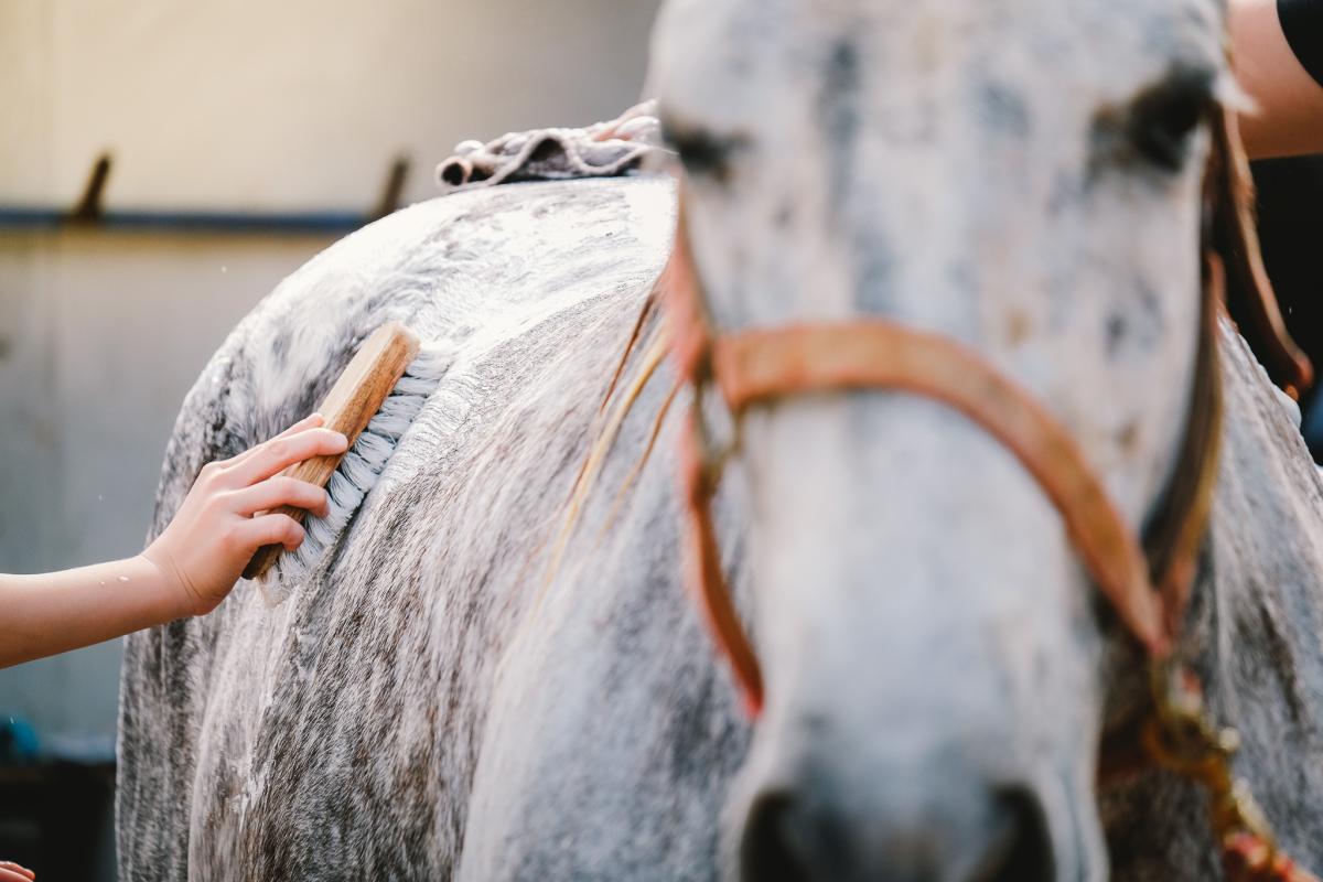 Horse show ready: How to wash a grey horse for showing