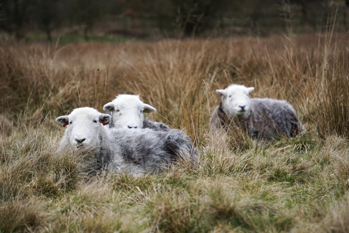 Native sheep breeds: The history of Herdwick sheep
