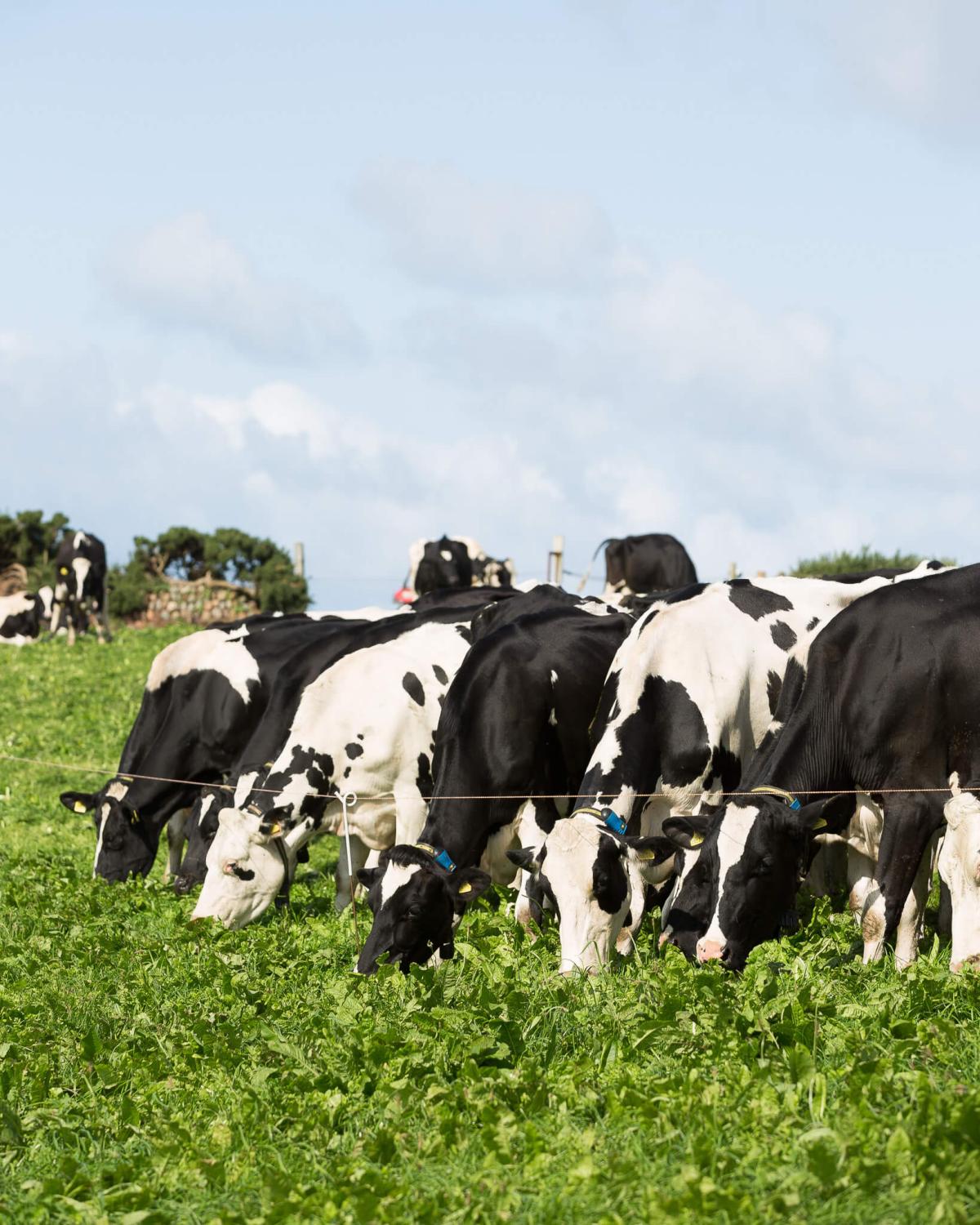 Maximising results with Agrifence's Smart Fencing for strip and rotational grazing