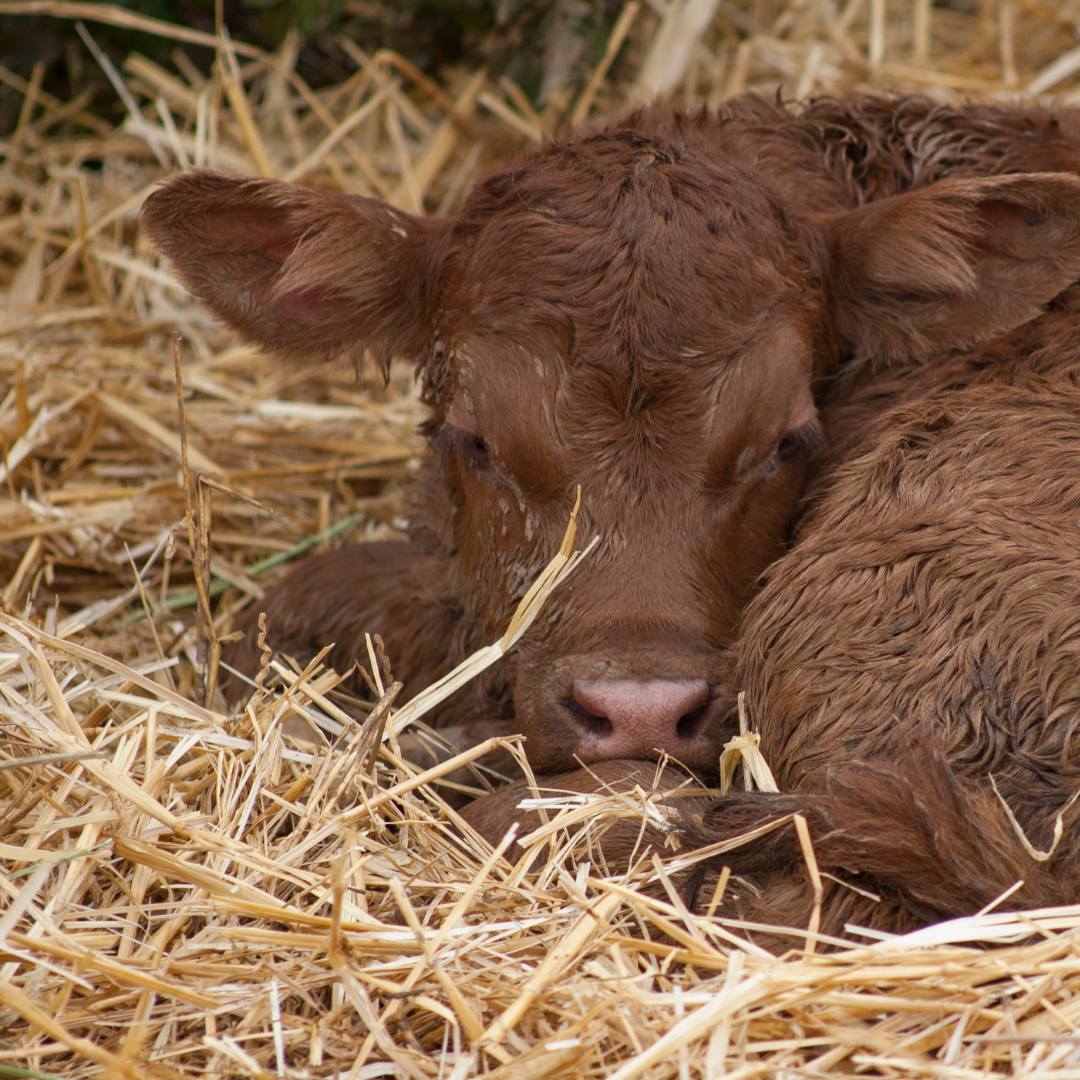 Pre-calving Nutrition: Supporting your herd when it matters most