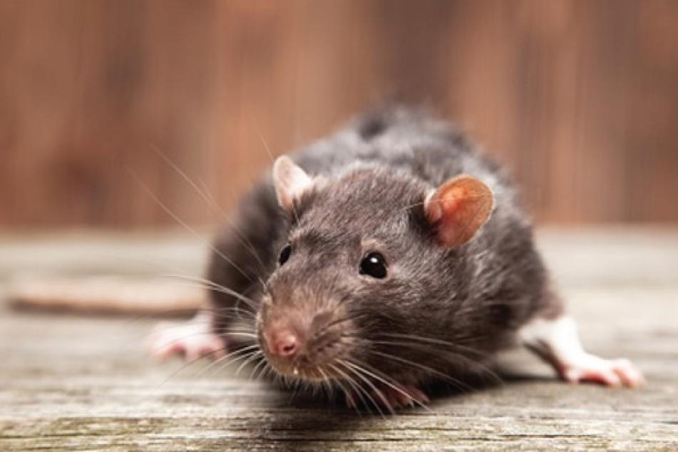 Don’t get caught … understand the changes to rat bait legislation for 2018