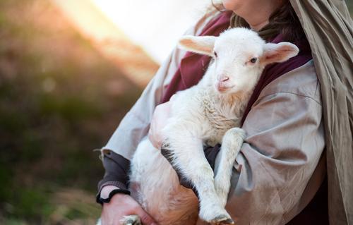 Top Tips for Weaning Orphan Lambs