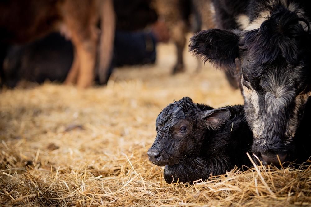 Get Ready for a Smoother Calving Season this Spring