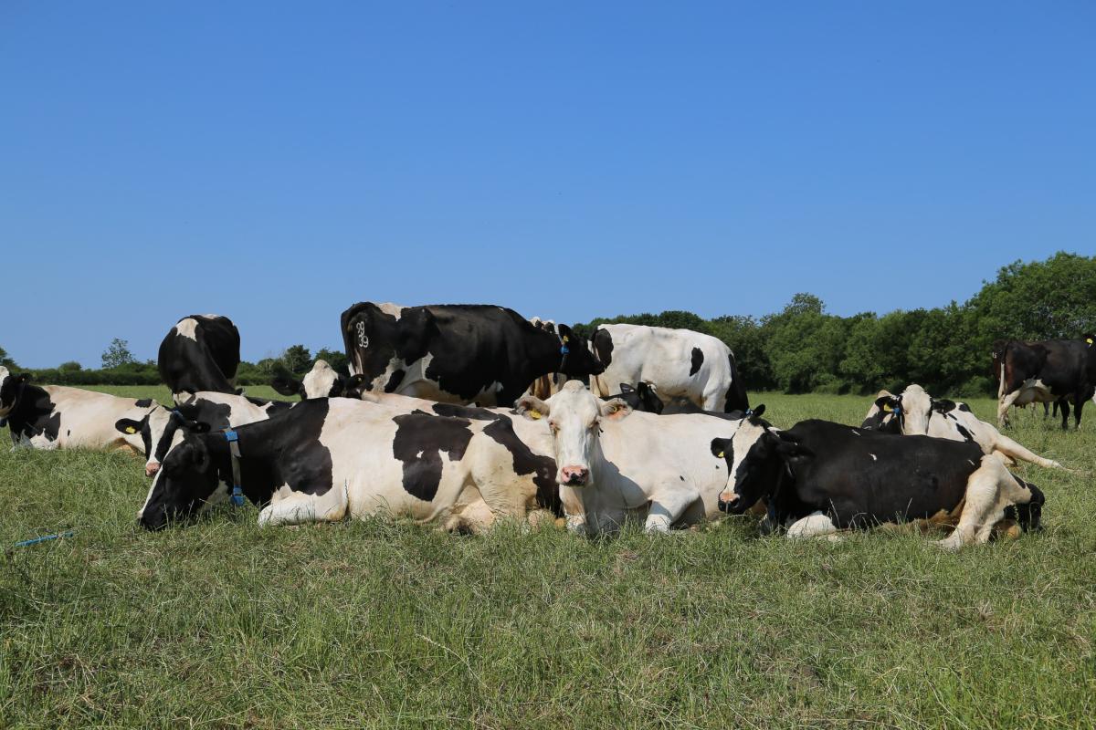 Mineral Licks: A Practical Tool for Controlling Cow Grazing Through limited grazing Periods