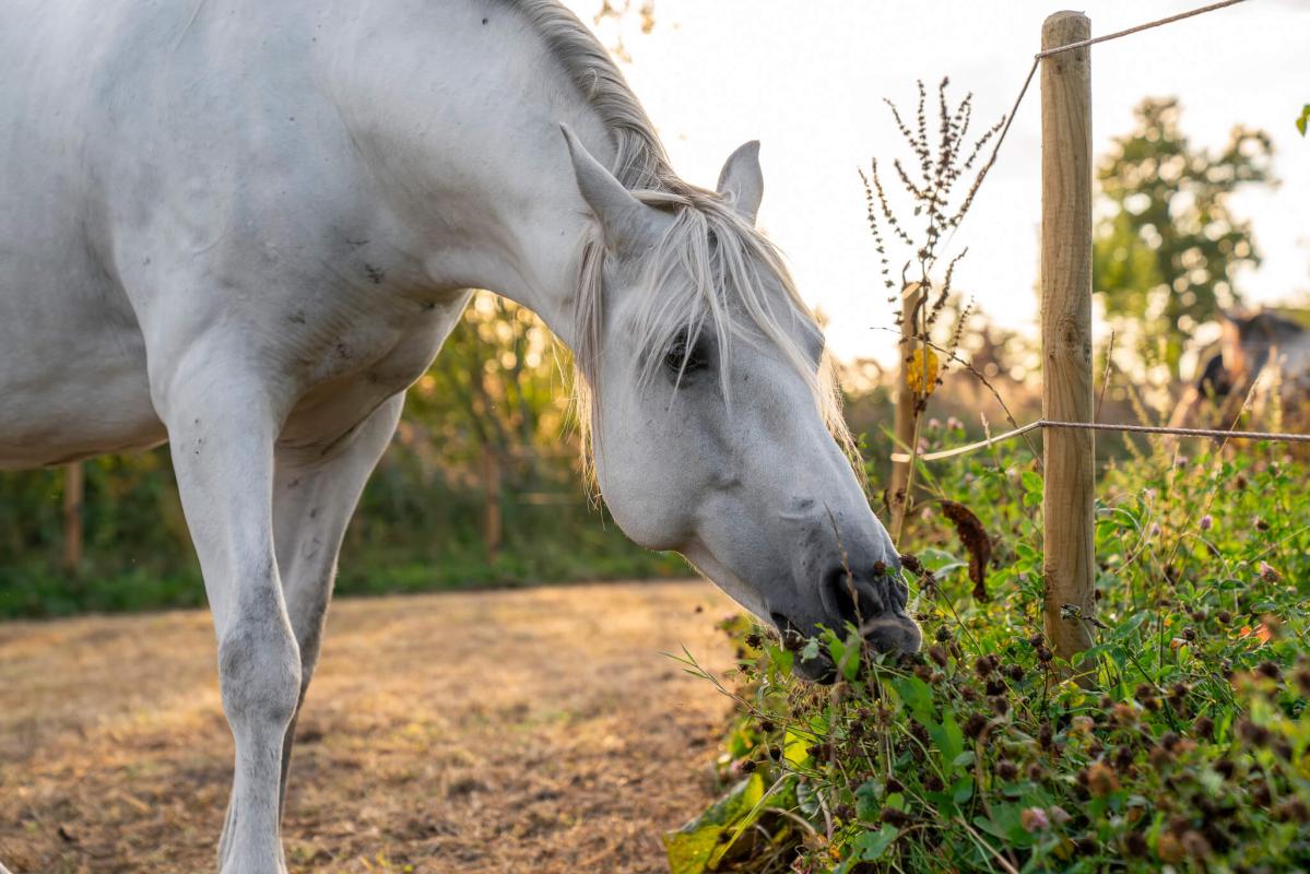 Creating an equestrian track system: A guide for managing horse paddocks