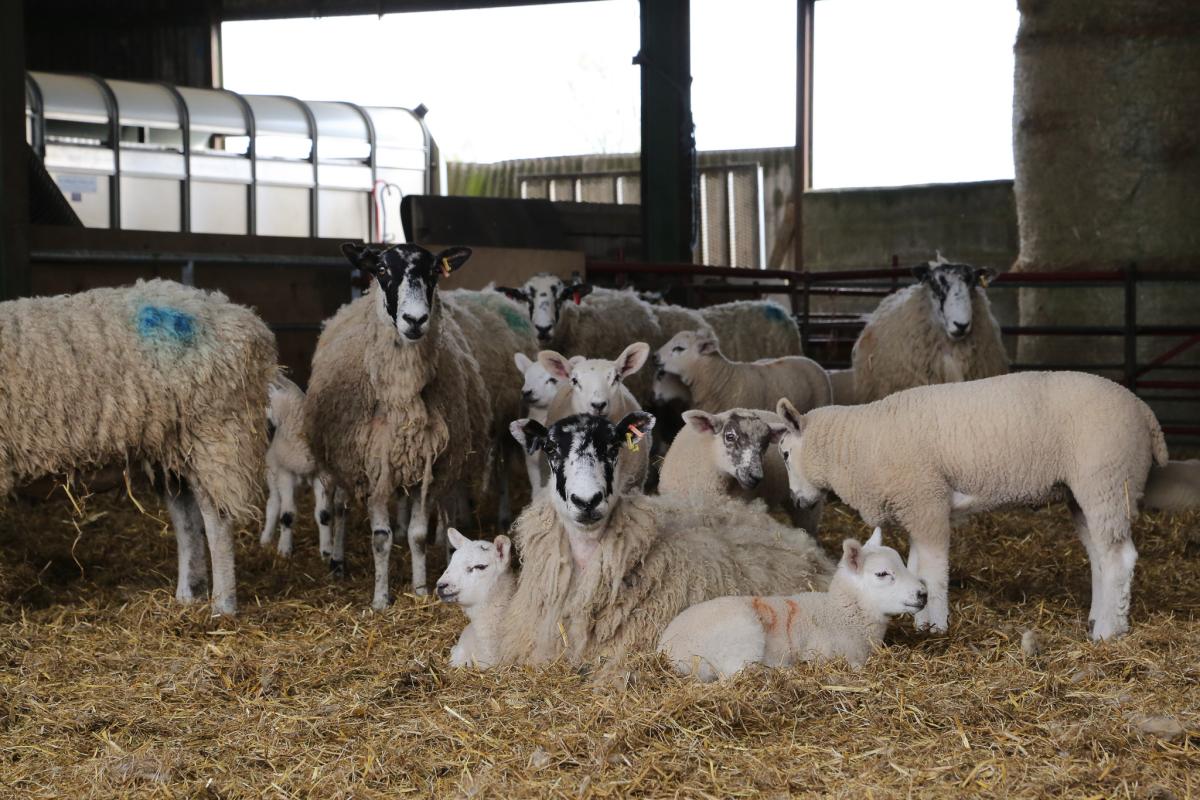 How to prepare ewes for tupping season