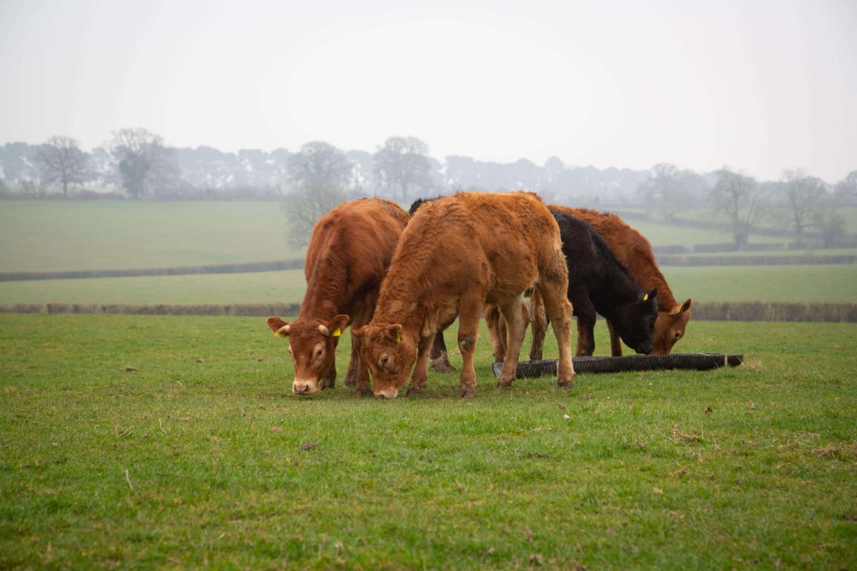 Understanding magnesium deficiency in cows: A guide for livestock farmers