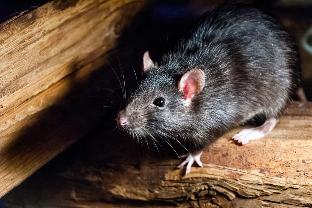 Expert Article - Rodent Control on Farms