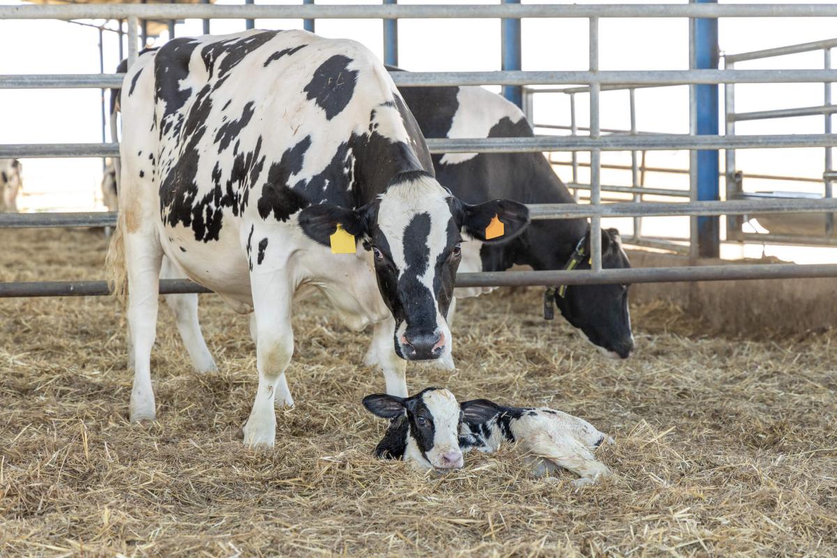 Rearing calves: Better calf scour control for focusing on disease prevention