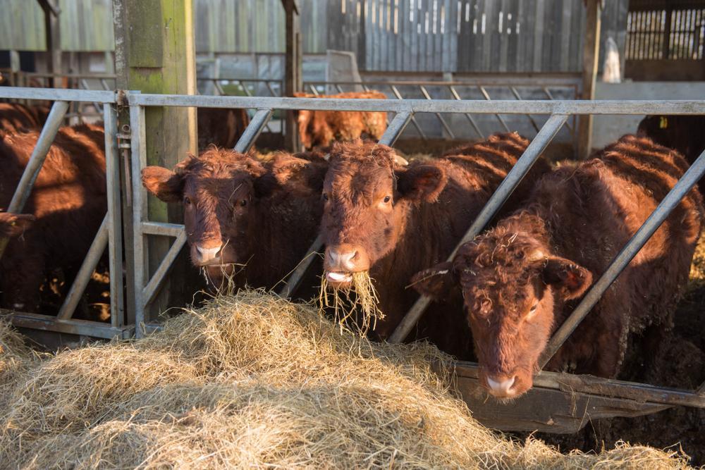 Health And Safety Considerations For Housing Cattle in Winter