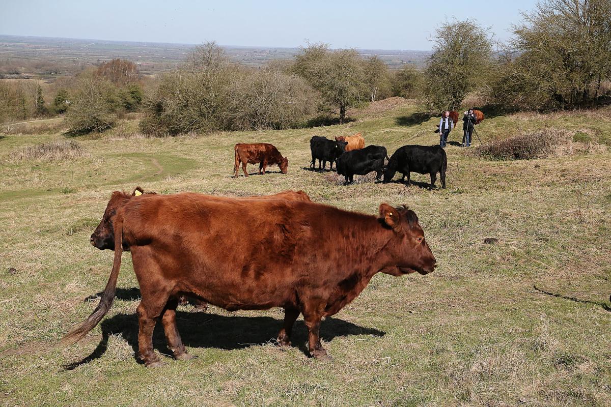 Conservation grazing: How a community and its cattle protect Brill Common