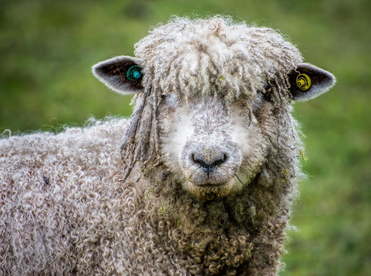 Ruminant animals: Understanding sheep’s digestive system