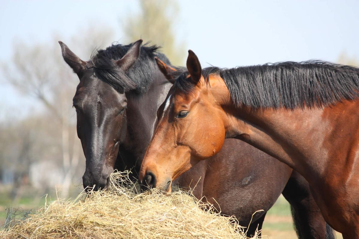 Best forage for horses: The difference between haylage and hay