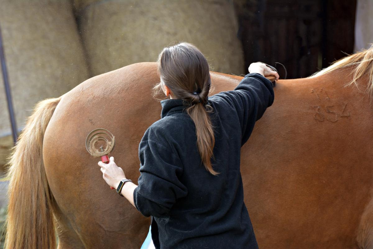 Health checking horses: A practical guide for owners